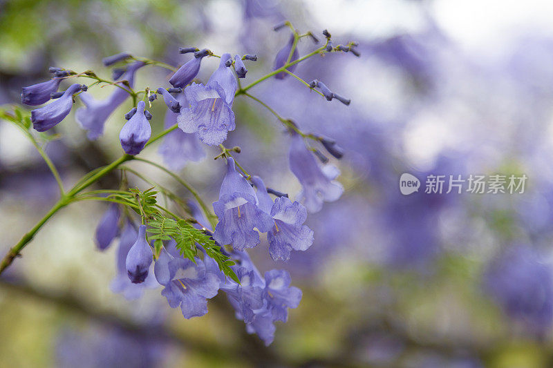 美丽的紫色蓝花楹树/花